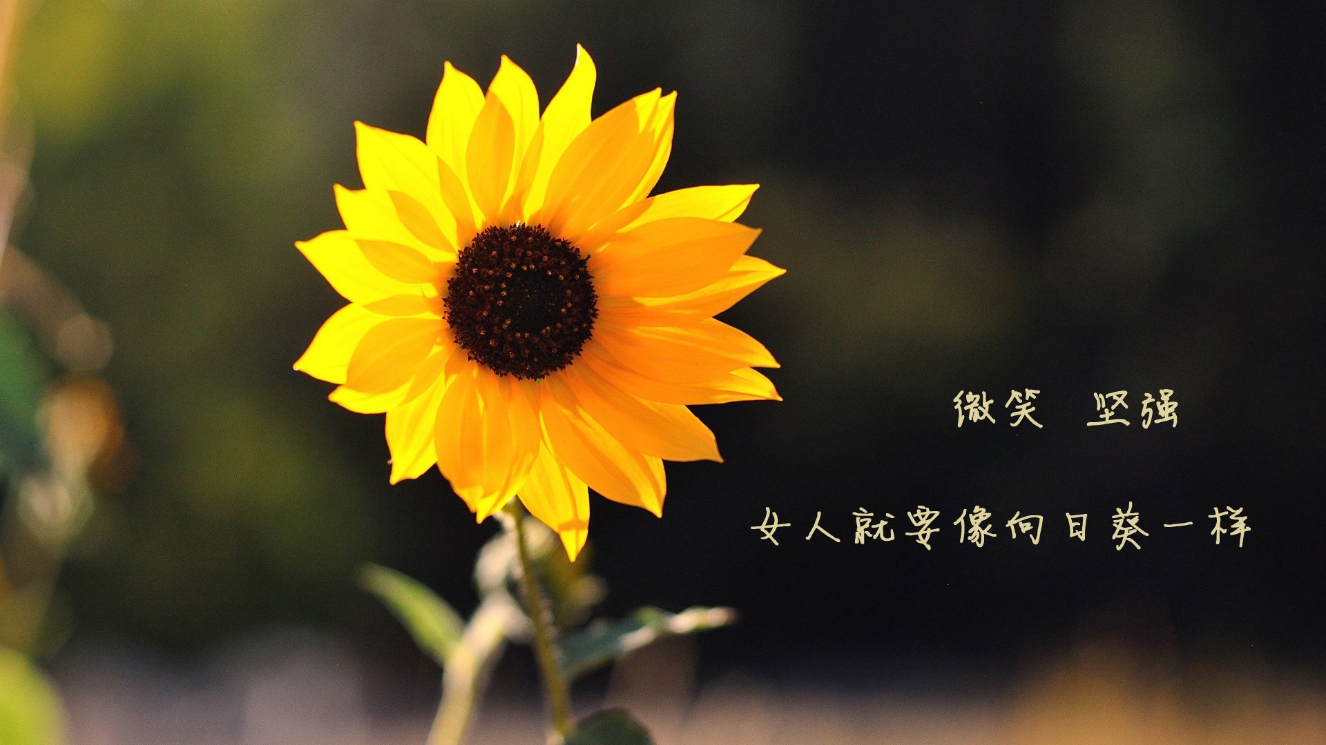 kaiyun xiazai-“冠军争夺战正式打响，两强会师，荣誉之战一触即发”，两个冠军之刃有什么区别
