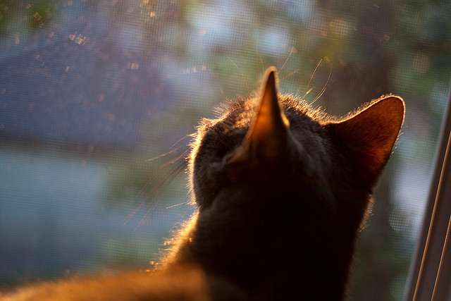国足换人策略与比分变化关系,国足换帅一说的准确性到目前依然无从核实