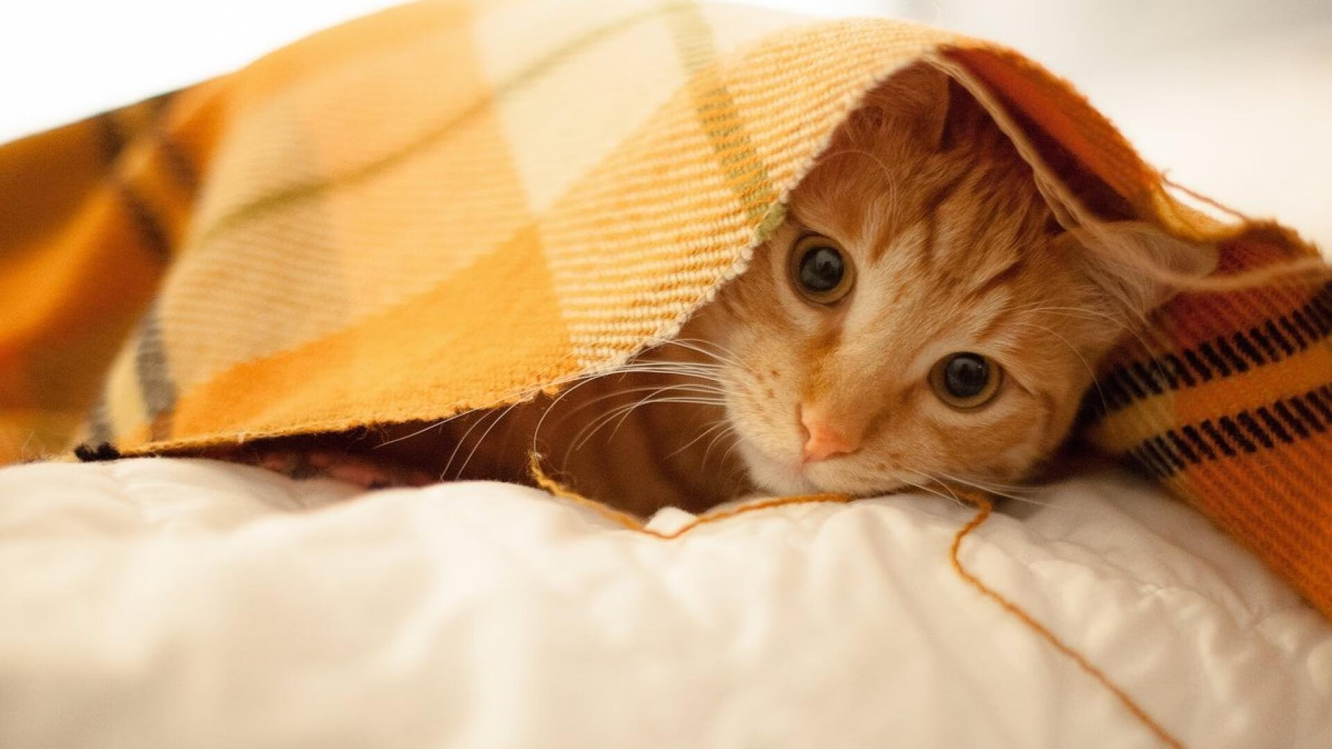 国足换人策略与比分变化关系,国足换帅一说的准确性到目前依然无从核实