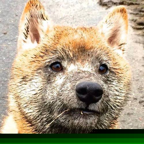 篮球赛事中的裁判判罚行为研究,篮球比赛裁判判罚