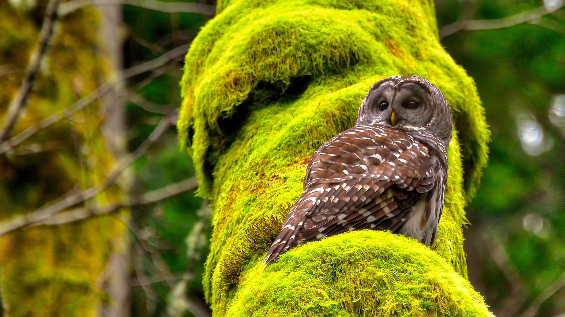 “新加坡迎来泳坛盛会,2025世界游泳锦标赛激烈角逐”