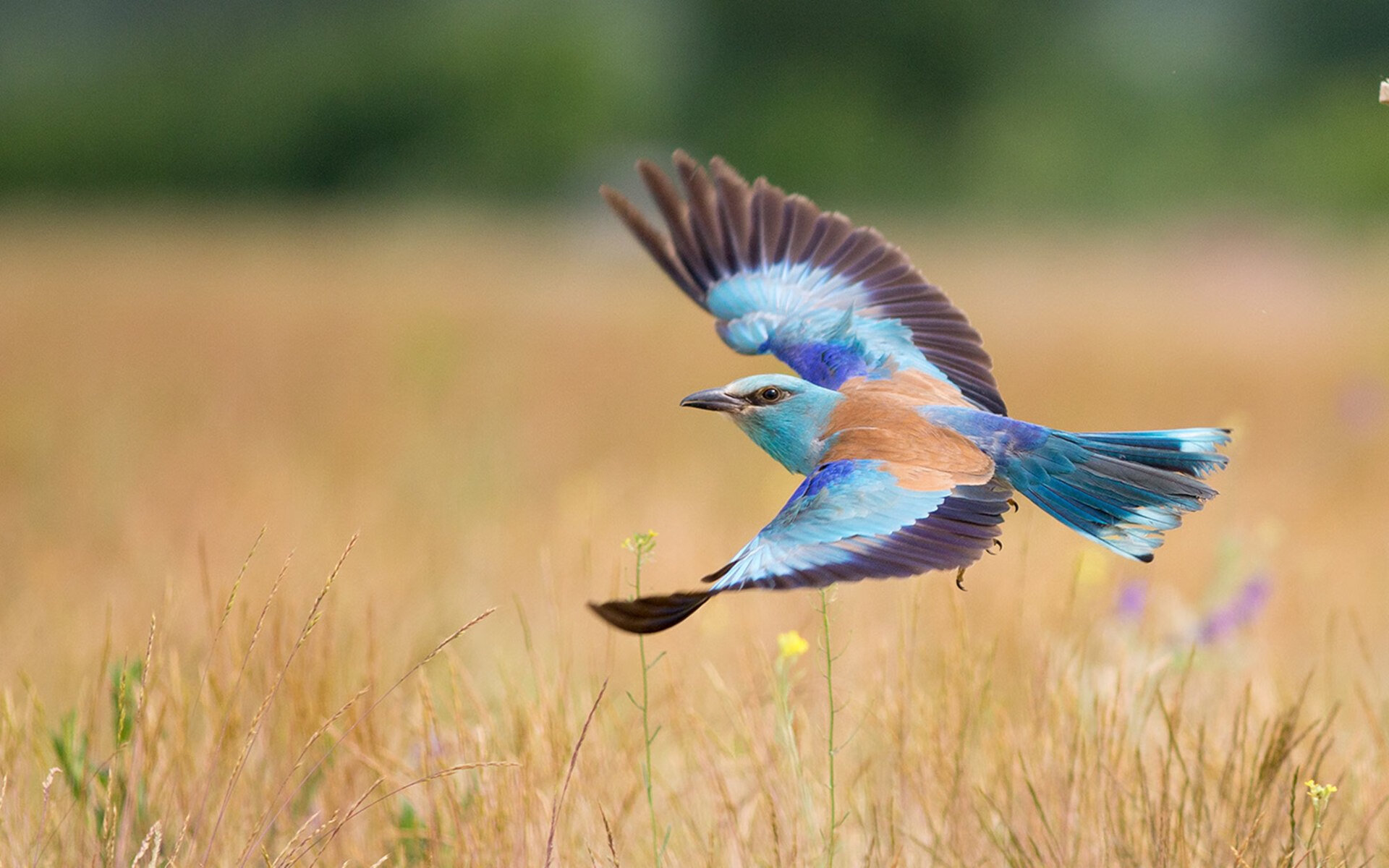 “游泳赛场聚焦!2025世界游泳锦标赛开战”