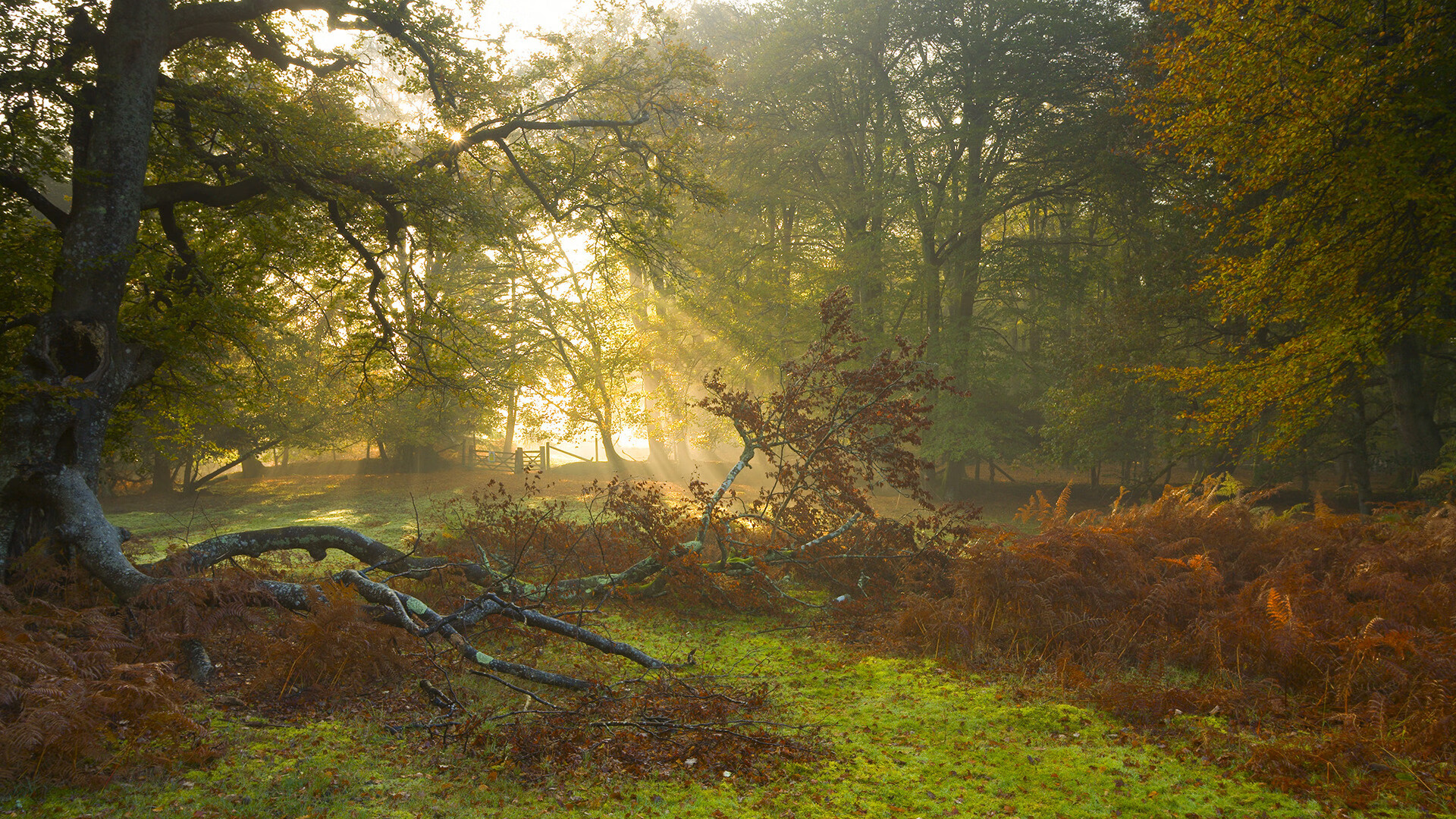 中国乒乓球战术深度解析,迎接新挑战,中国乒乓球技巧