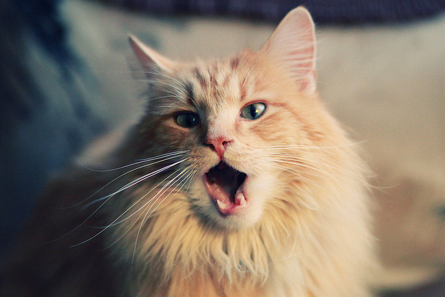 中美蝶泳冲刺节奏各有千秋,蝶泳 比赛